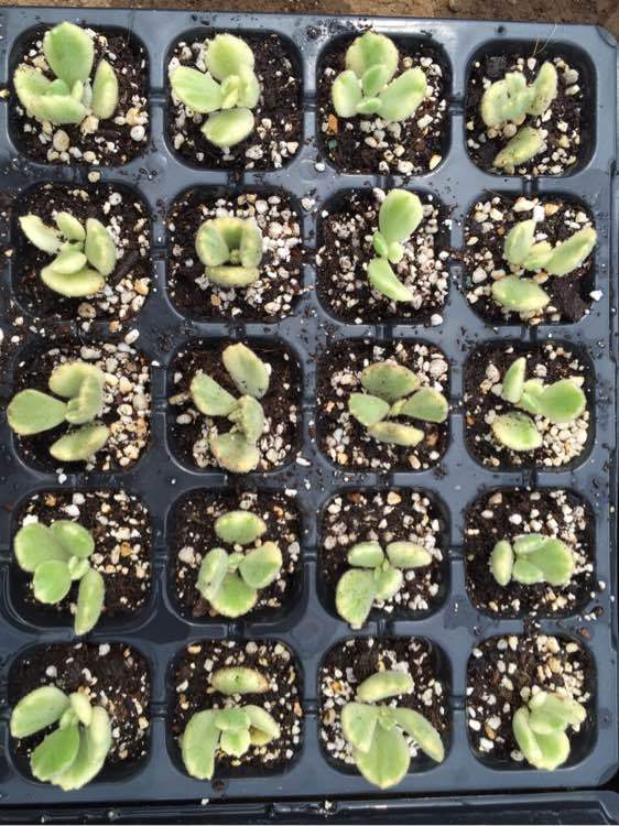 星空综合-为何孩子0-3岁教育效率最高?(图1) 星空综合